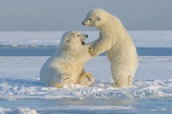 Quelle croisière propose des excursions pour observer les ours polaires dans l'Arctique?
